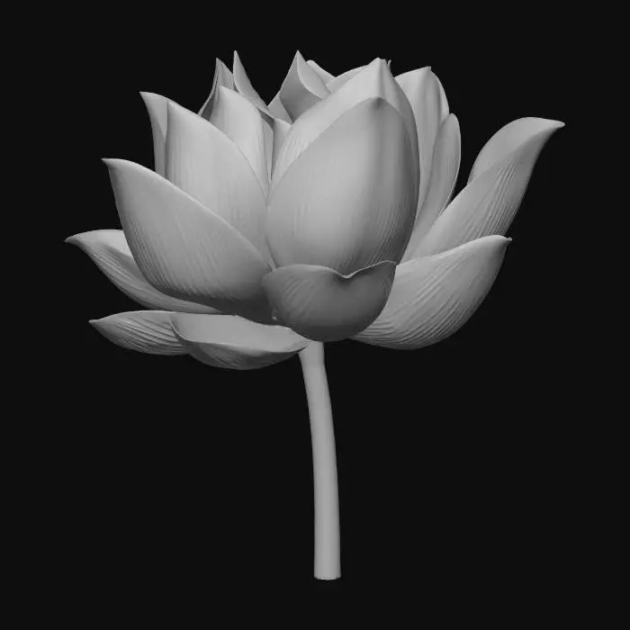 3D model for lotus
