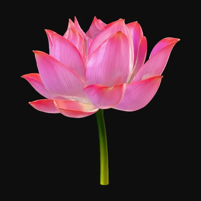 3D model for lotus