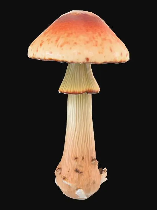 3D model for A hyper-realistic close-up photo of a mushroom with the same shape and texture as the reference: a thick curved stem, warm beige-to-brown tones, detailed wood-like patterns on the cap, natural surface imperfections, soft subsurface scattering, macro photography lighting, dramatic shadows, crisp PBR surface detail, 8k realism, dark studio background.
--style raw --ar 1:1 --v 6