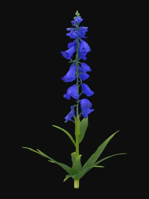 3D model for A Chimney Bellflower, characterized by its tall, sturdy green stem and numerous large, pendulous, bell-shaped flowers. The petals are a delicate shade of blue-violet, slightly translucent with a smooth, waxy finish. Its lance-shaped, serrated green leaves grow alternately along the stem, presenting a matte texture. The overall structure is upright and slender, with the bells subtly flaring outwards at their tips.