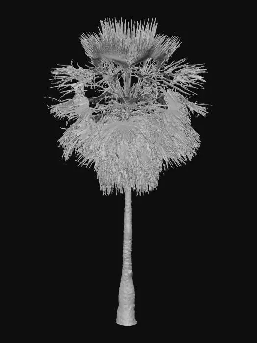 3D model for cARNAÚBA