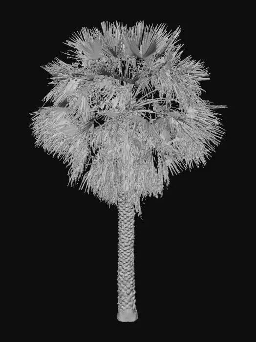 3D model for Palm Majesty