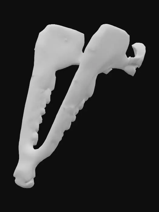 3D model for Donkey's Jawbone