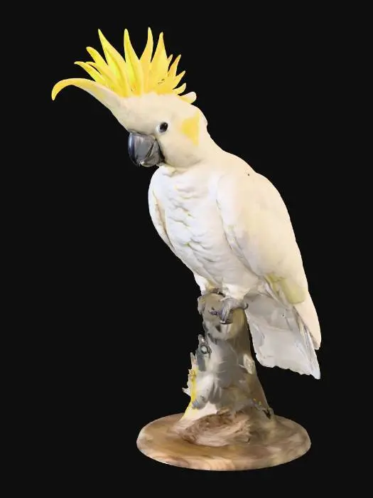 3D model for Majestic Cockatoo