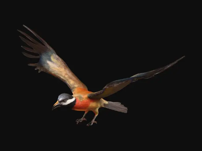 3D model for bird with open wings, realistic