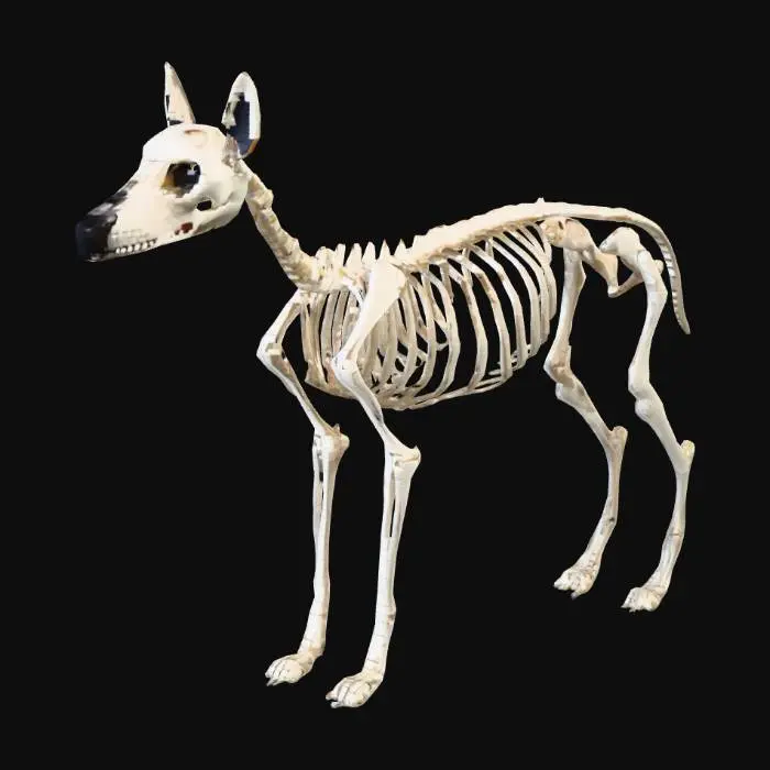 3D model for skeleton dog, pixel