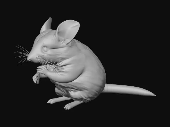 3D model for A photorealistic 3D model of an adorable chinchilla, featuring soft, dense blue-gray fur, large glossy black eyes, and delicate pink ears. It stands upright, holding a short, textured wooden stick in its tiny front paws.  medium-poly, The scene is bathed in soft, diffused studio lighting, highlighting the realistic fur texture and casting subtle shadows beneath the subject.