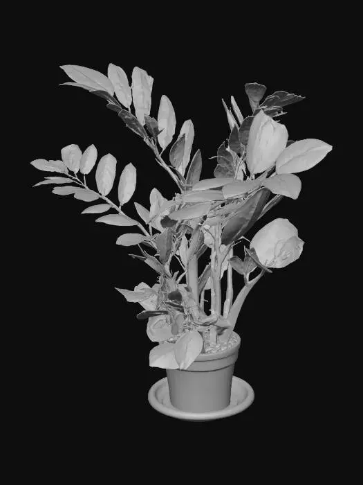 3D model for Zamioculcas Serenity