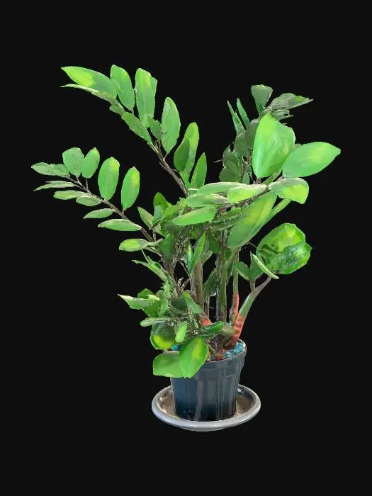 3D model for Zamioculcas Serenity