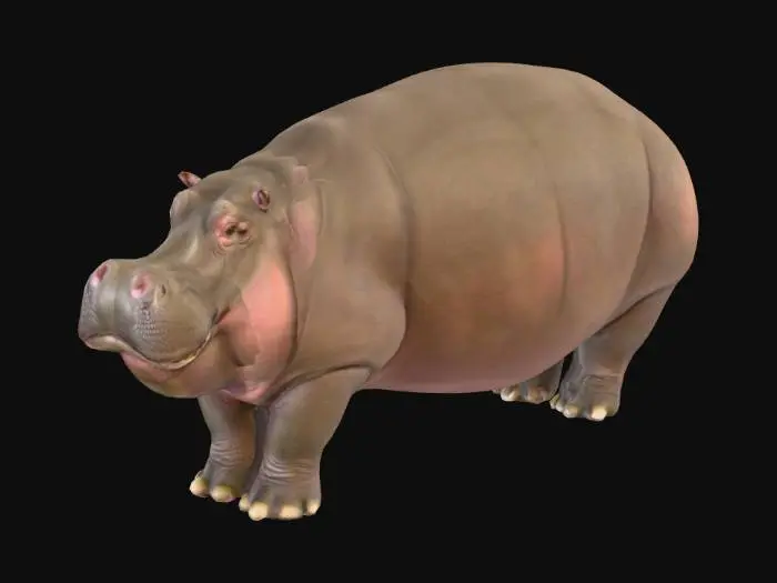 3D model for 一头巨大的河马，拥有厚实、光滑的灰褐色皮肤，带有轻微的粉色调，腹部尤为明显。其身躯呈桶状，四肢粗短而结实。头部宽大，长着短小的耳朵和宽阔的吻部。眼睛圆而突出，鼻孔位于吻部上方。它张开的巨口中露出坚硬的牙齿，整体造型粗犷有力。