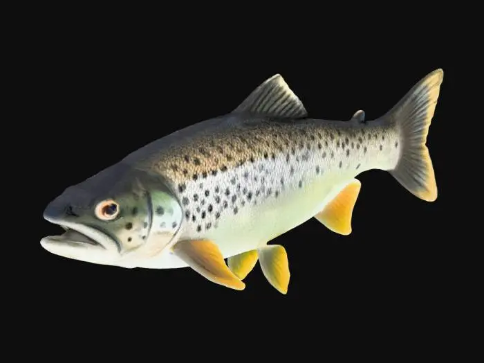 3D model for Ein forellenschwarm