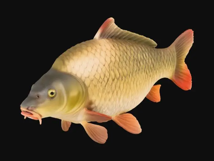 3D model for Golden Carp Model