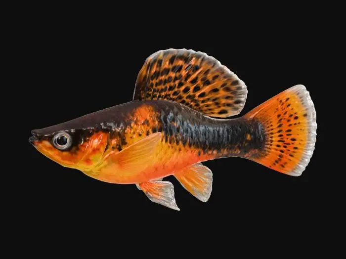 3D model for Spotted Beauty