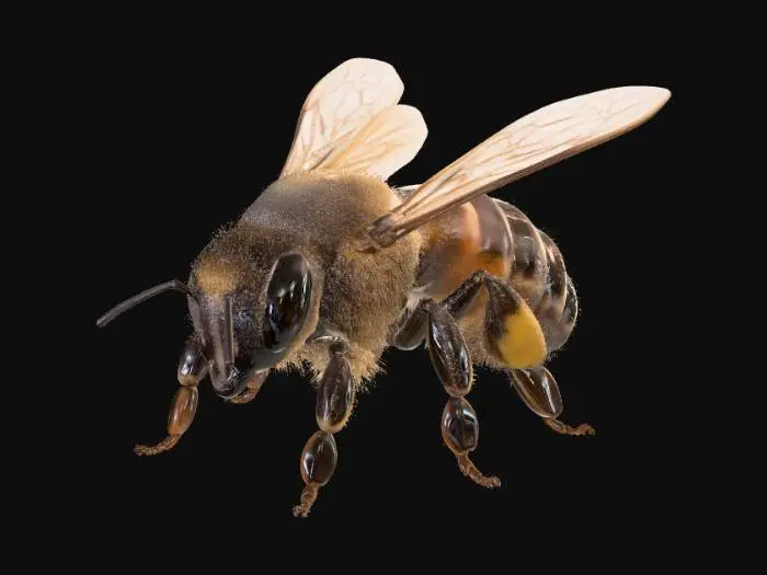3D model for Honey Bee