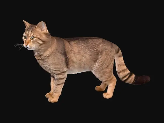 3D model for wildkatze