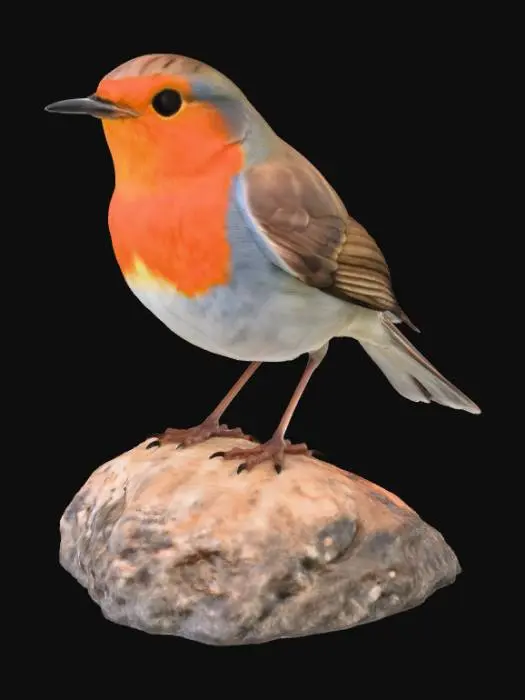 3D model for Robin on a Rock