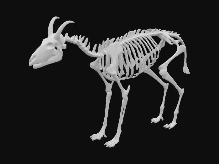 3D model for Skeleton of a quadroupedal omnivorous mammal with a sturdy and mucular build with strong limbs and a short tail with a fluffy tuft. The head has a flat and broad snout with thick horn on the forehead and small pointed ears. Base pose