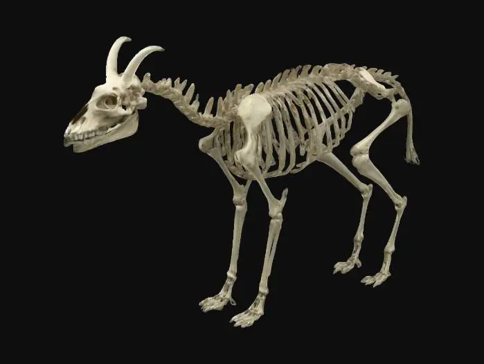 3D model for Skeleton of a quadroupedal omnivorous mammal with a sturdy and mucular build with strong limbs and a short tail with a fluffy tuft. The head has a flat and broad snout with thick horn on the forehead and small pointed ears. Base pose