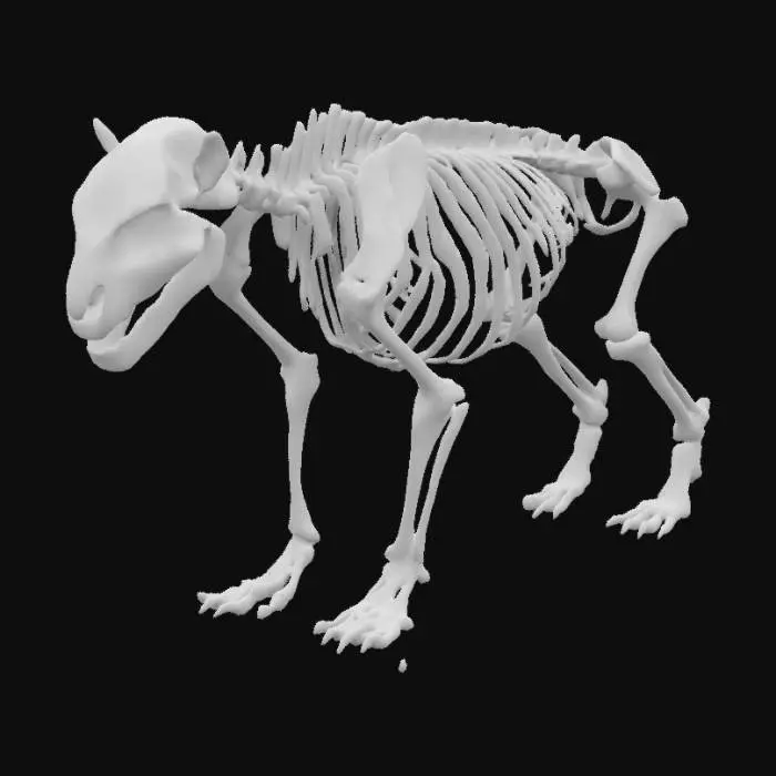 3D model for Skeleton of a big and sturdy bear. Game Asset, base pose, quadroupedal