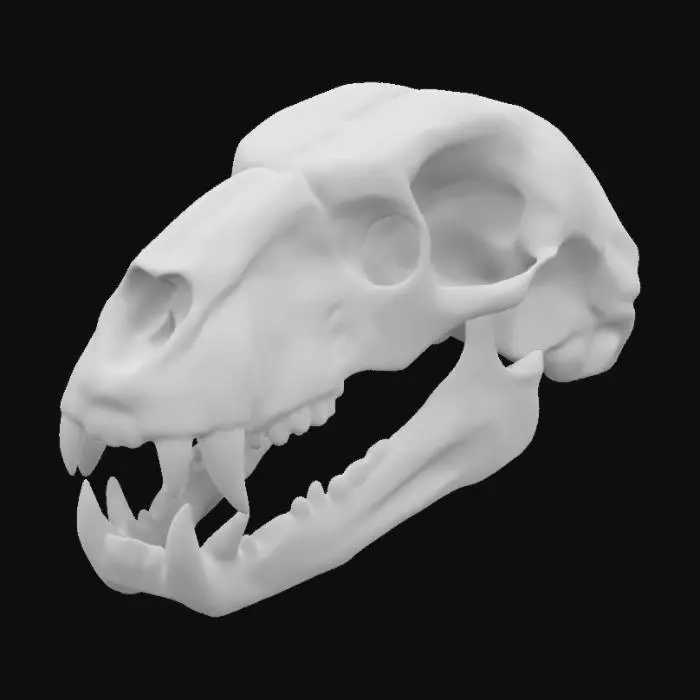 3D model for A tiger skull