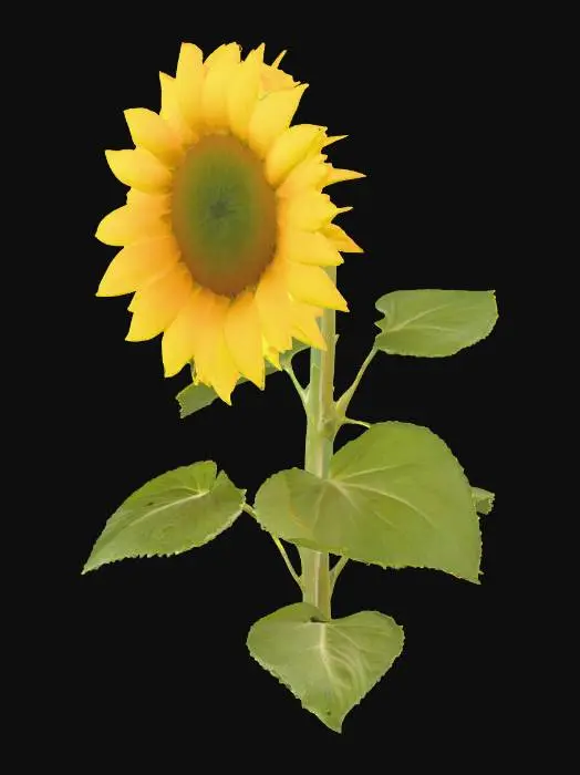 3D model for a sunflower sitting on a wall