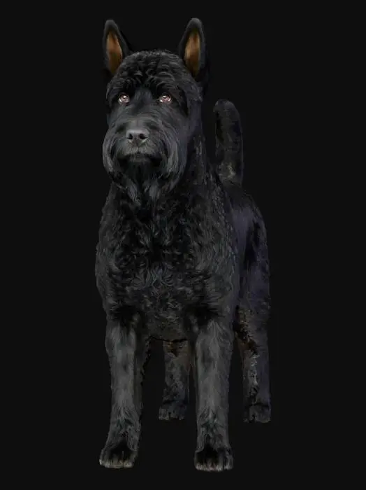 3D model for Terrier Stance