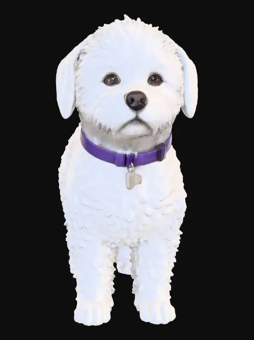 3D model for Maltese Dog