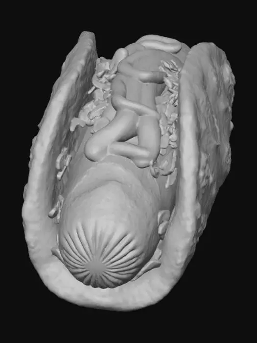 3D model for Flatbread Hotdog