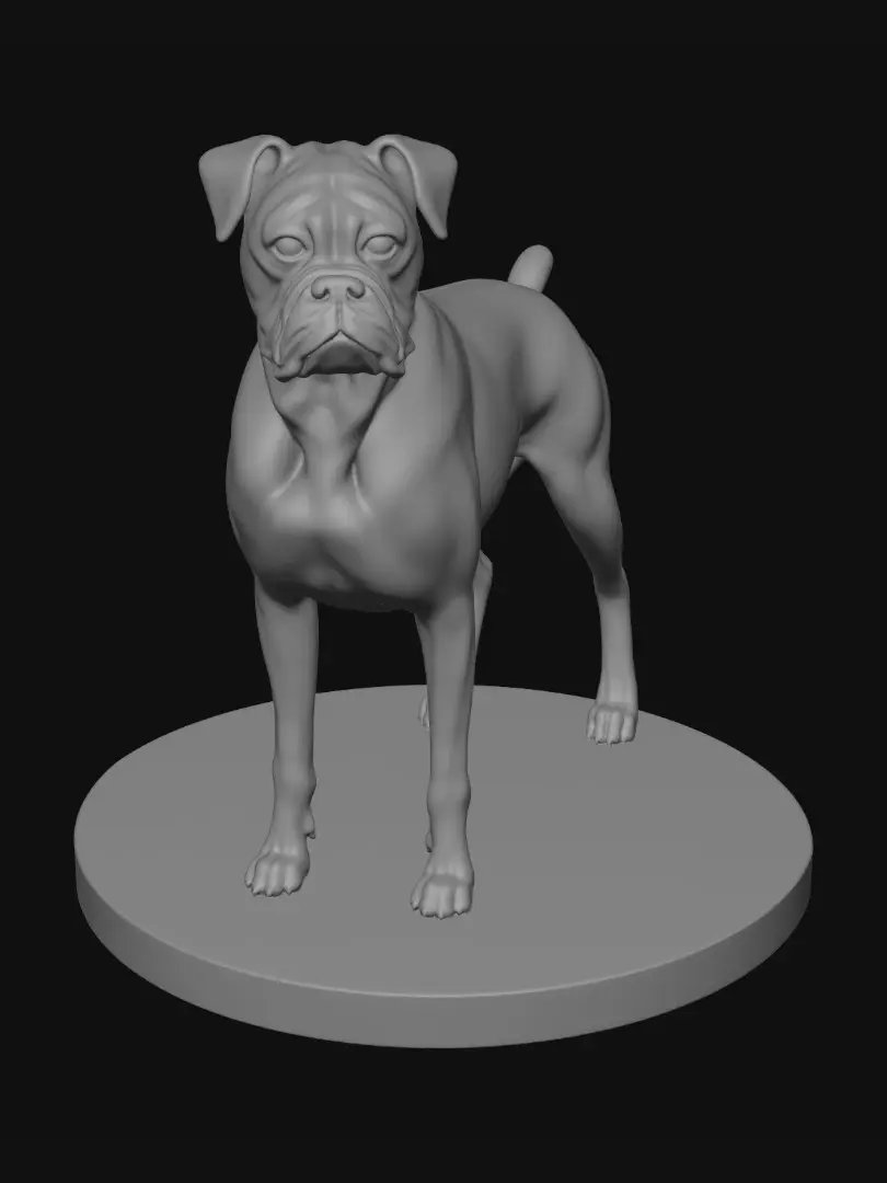boxer
