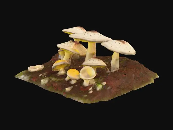 3D model for Create a set of realistic or stylized 3D fungi or mushroom-based creatures designed for a dark fantasy or sci-fi game. The mushrooms should appear organic, ominous, and reactive — as if they could release spores or toxic gas when touched or approached. Focus on creating bulbous caps, gilled undersides, and porous or sponge-like textures. Incorporate natural vents, swollen sacs, or inflated-looking chambers that look ready to burst or exhale gas. Some should have torn or frilled edges, cracked surfaces, or subtle bioluminescent glow patterns in greens, purples, or sickly yellows. Shapes can be asymmetric or clustered — think fungal growths emerging from trees, rocks, or even creature-like forms.