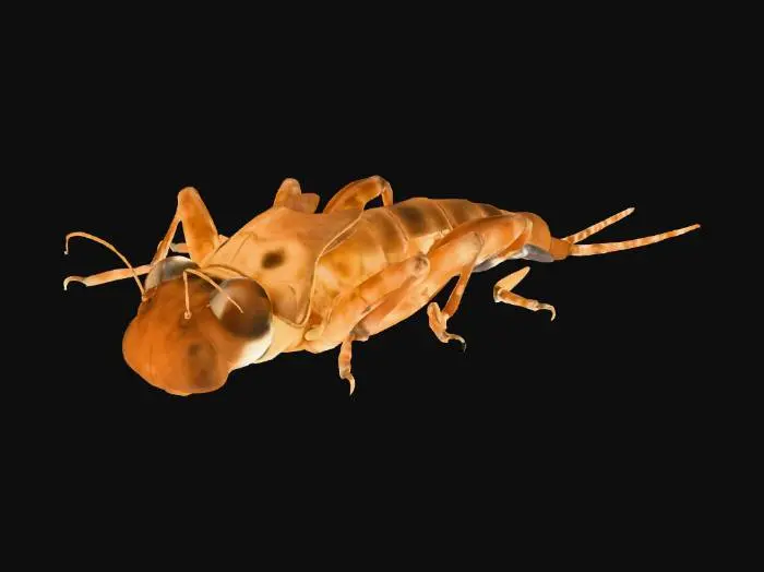 3D model for Mayfly Nymph