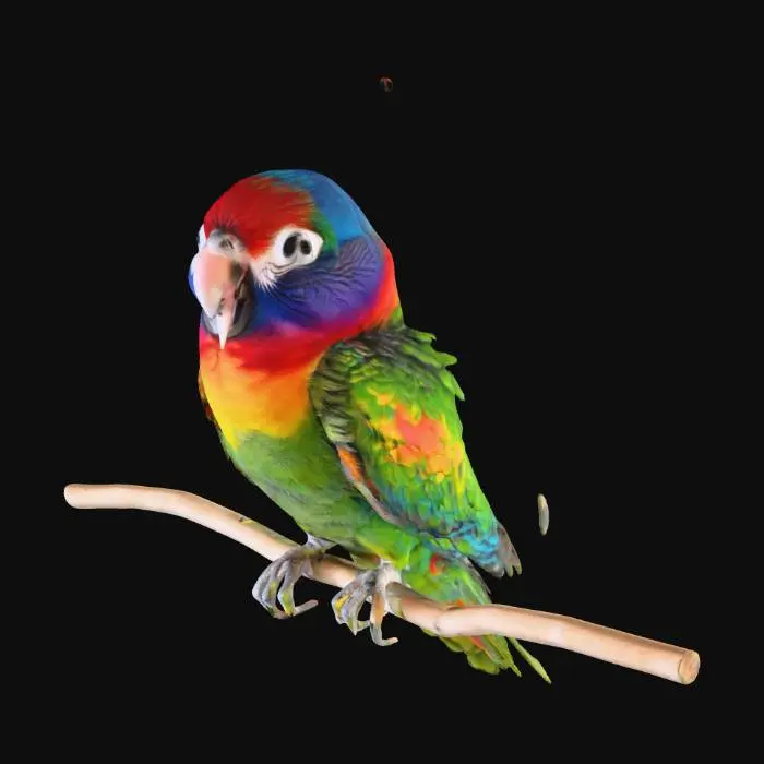 3D model for ein kleiner bunter Papagei oder anderer bunter Vogel