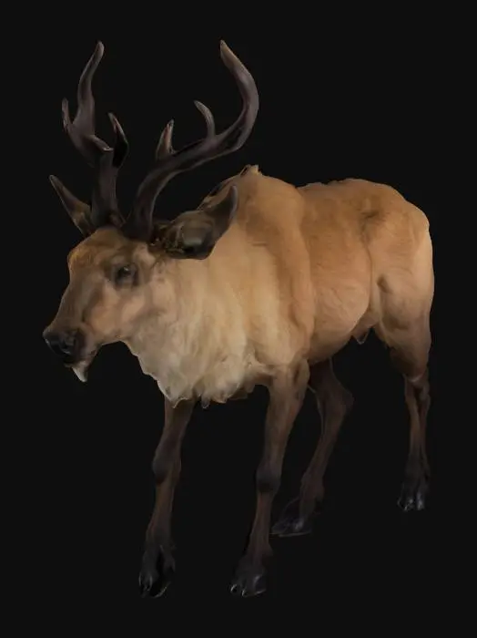 3D model for Majestic Forest Creature