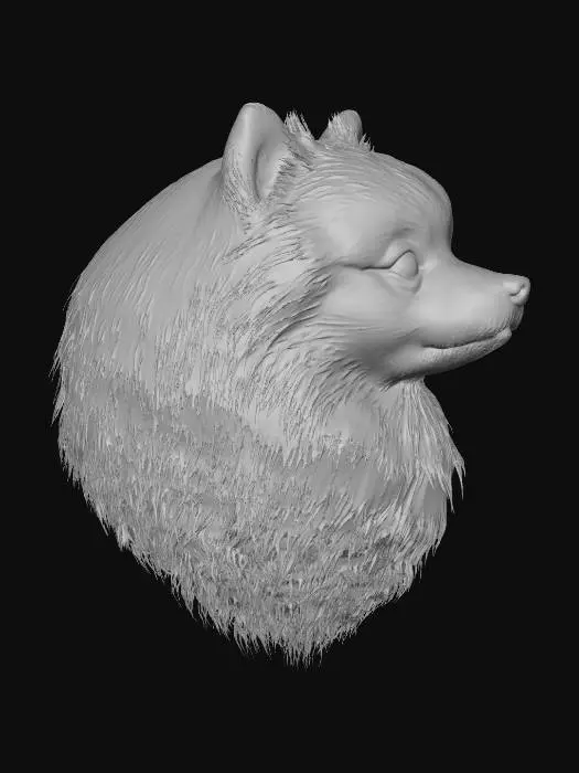 3D model for Fluffy Pomeranian