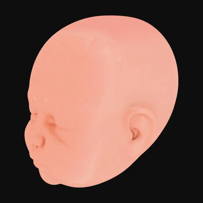 3D model for ベイビーヘッドバース_t