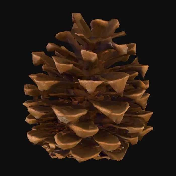 3D model for Pine Cone