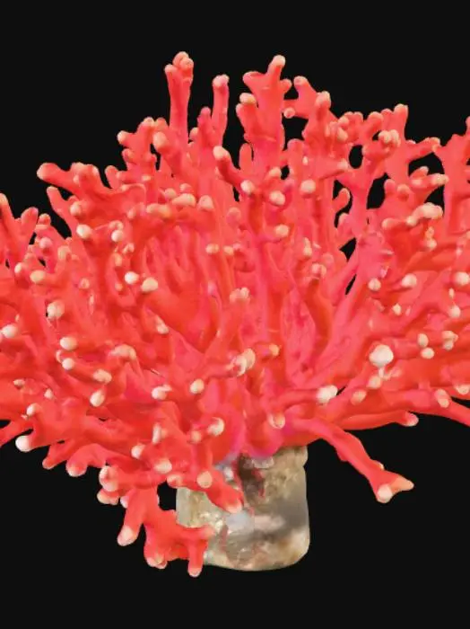 3D model for Rote Koralle