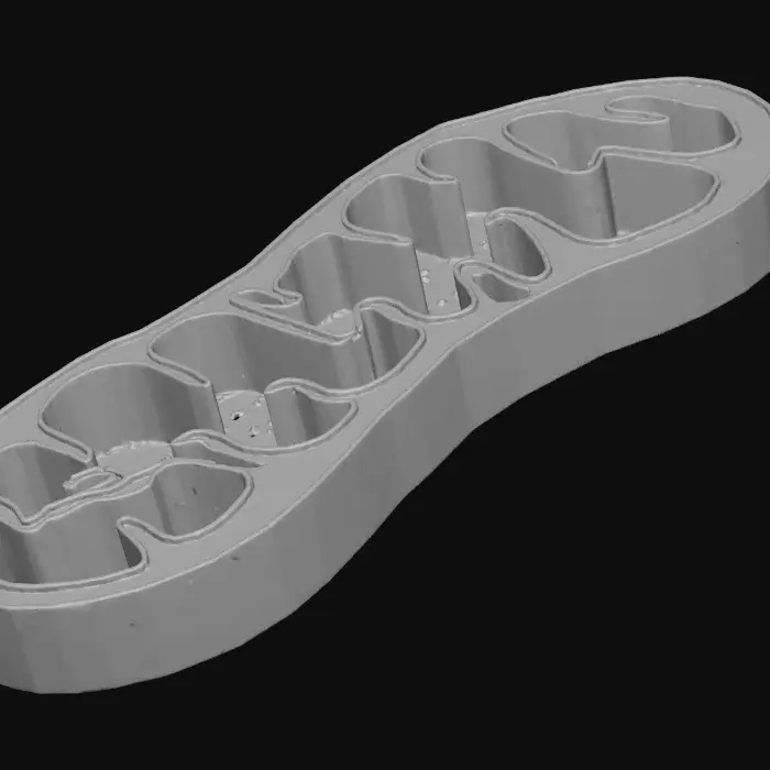 3D model for Mitochondrion Diagram