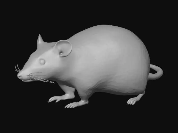3D model for Laboratory rats, Only one rat