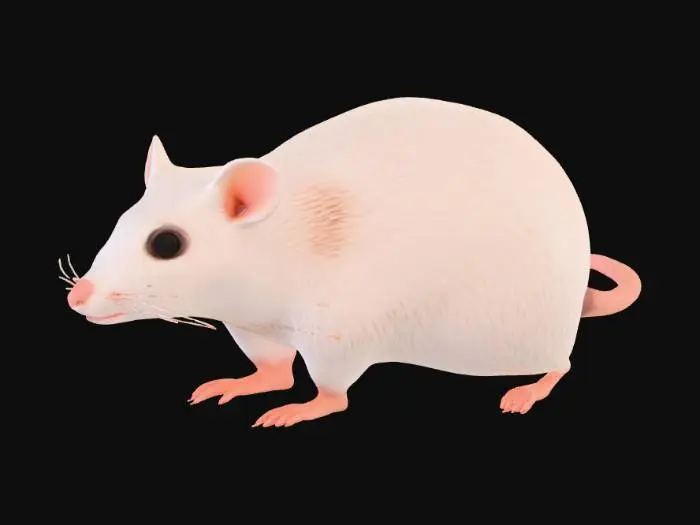 3D model for Laboratory rats, Only one rat