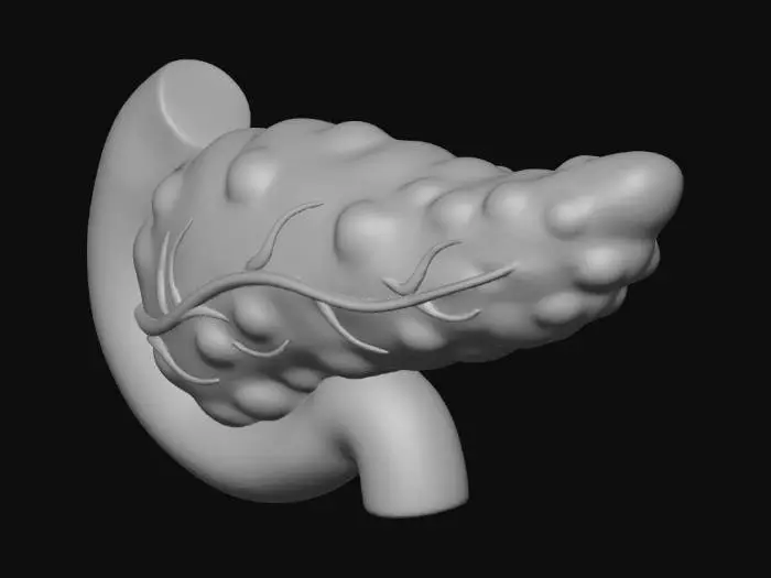 3D model for 卡通风格，科研风格，背景：纯白背景；无任何文字，无任何图例。一个健康的胰腺。