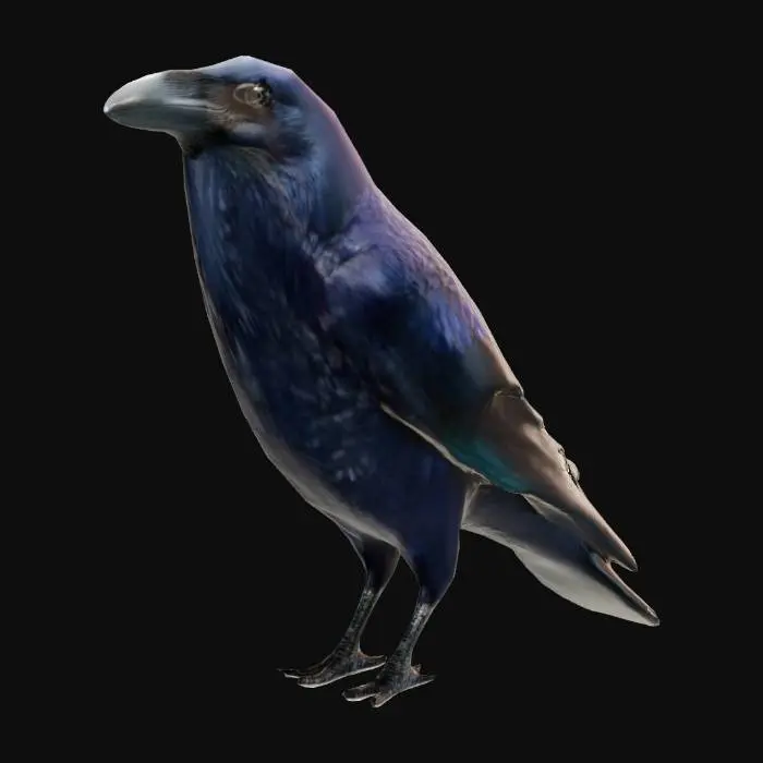 3D model for Dark Crow