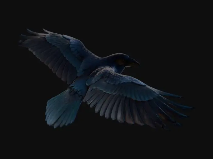 3D model for Crow