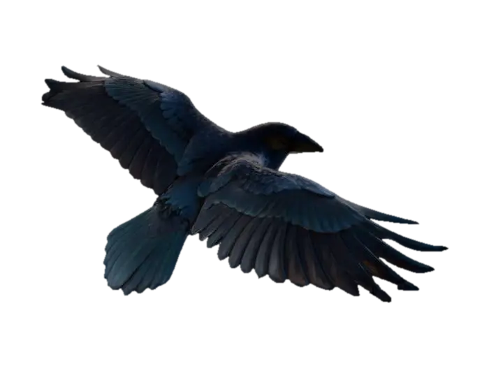 Crow - Flying का AI द्वारा बनाया गया 3D मॉडल