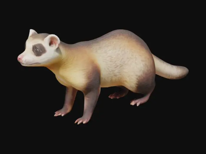 3D model for A realistic ferret standing on four legs,Symmetrical, Highly Detailed