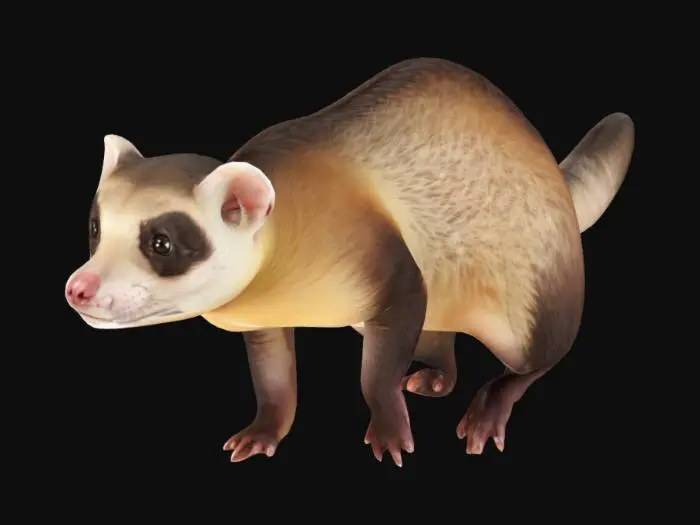 3D model for A realistic ferret standing on four legs,Symmetrical, Highly Detailed