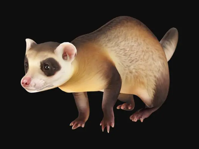 3D model for A realistic ferret standing on four legs,Symmetrical, Highly Detailed