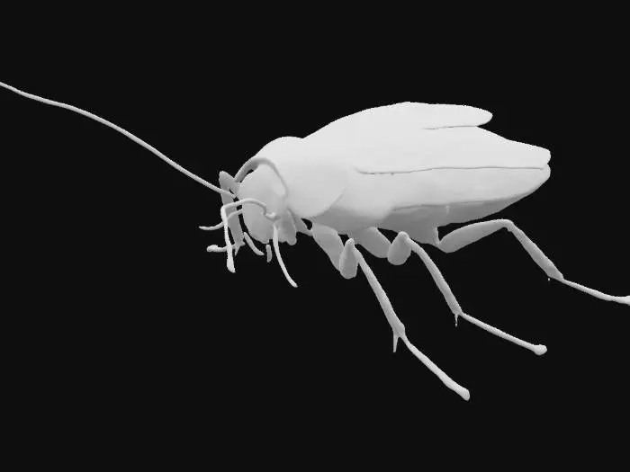 3D model for Cockroach Close-Up