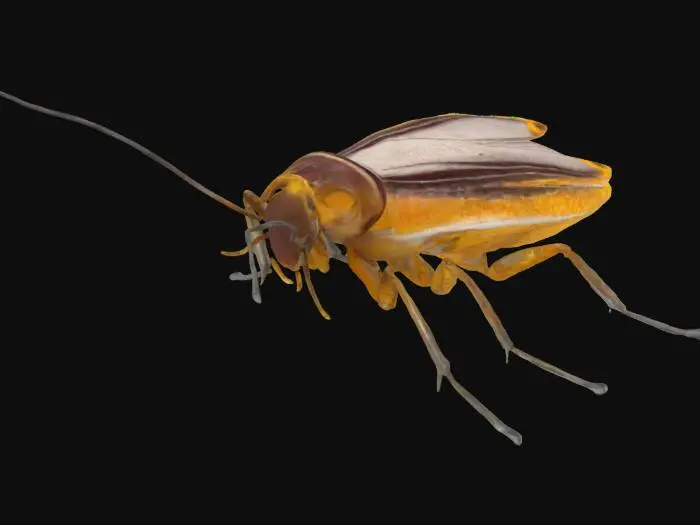 3D model for Cockroach Close-Up