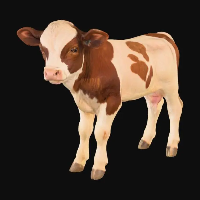 3D model for Calf in the Meadow